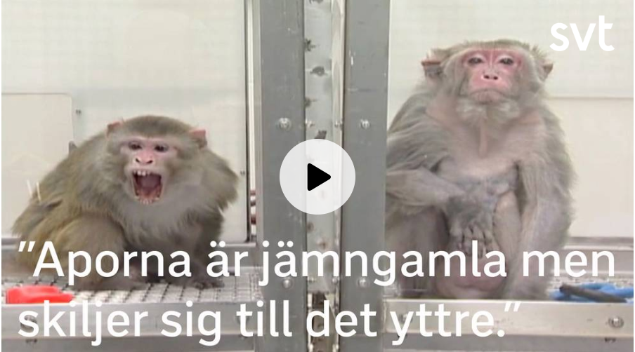 aporna i svt